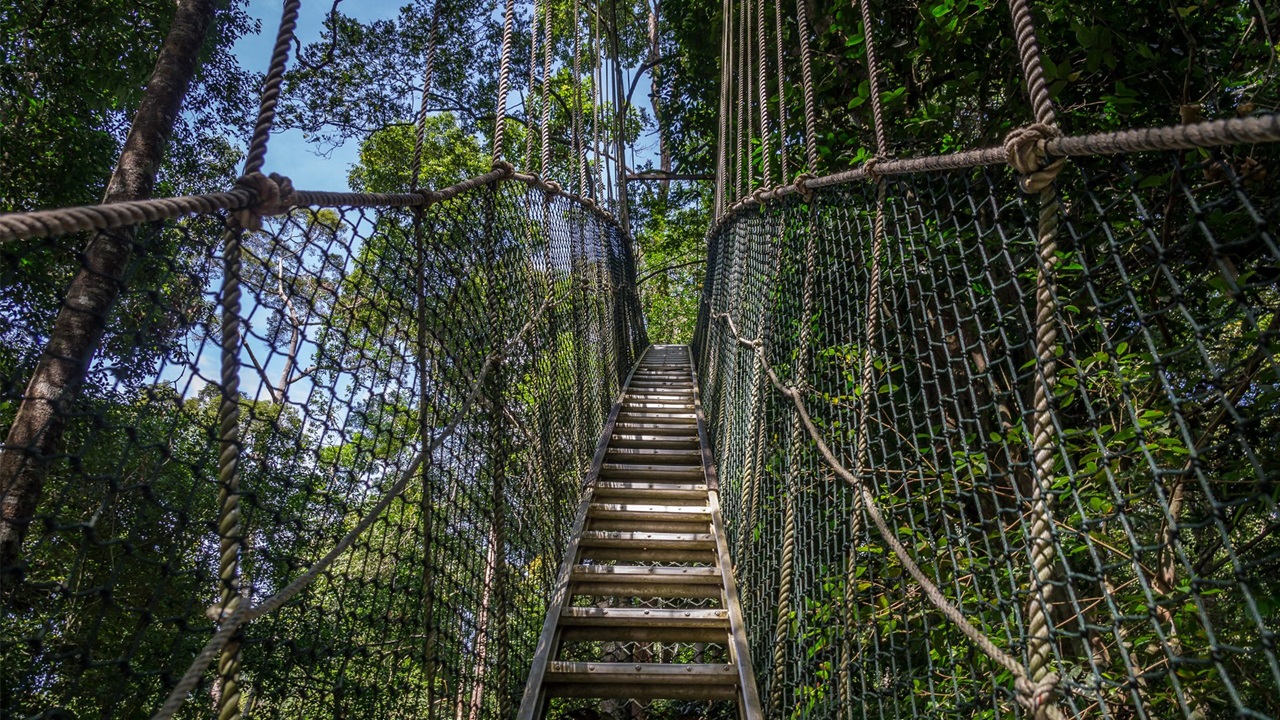 Treetop Walk – Lake Manyara