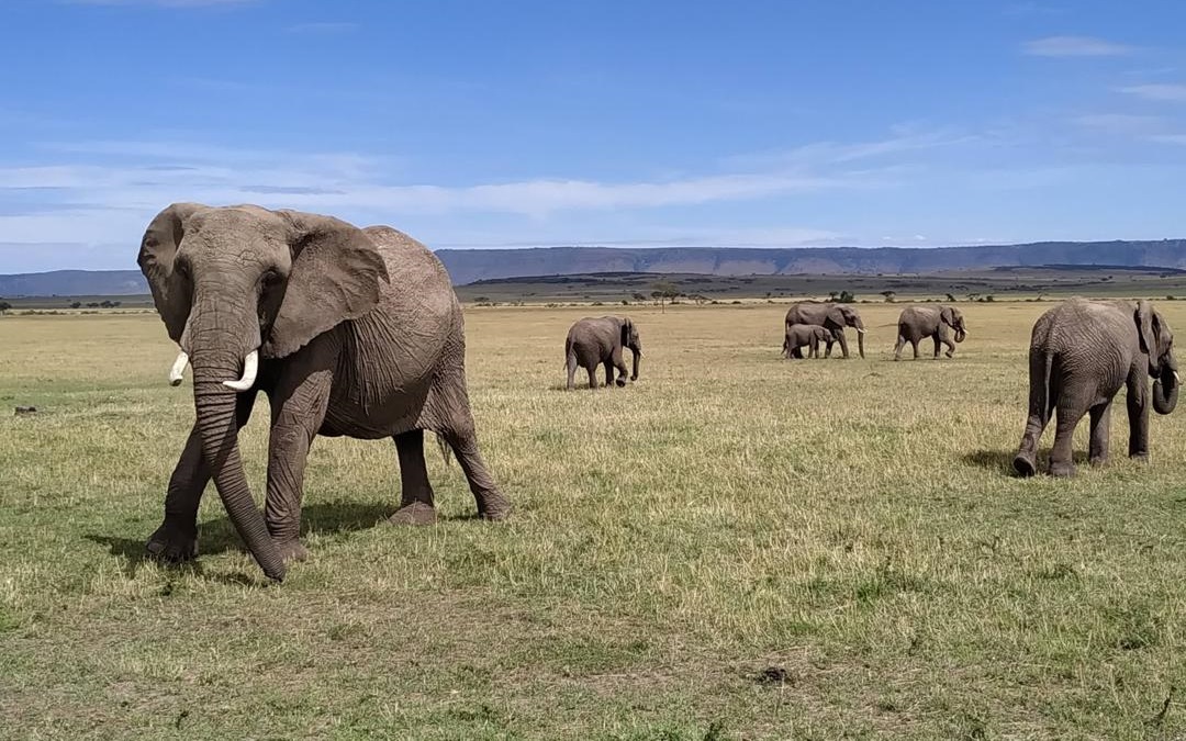 Nyerere National Park