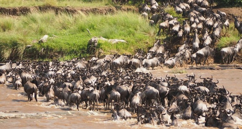 Interesting Facts About The Great Wildbeest Migration In Tanzania