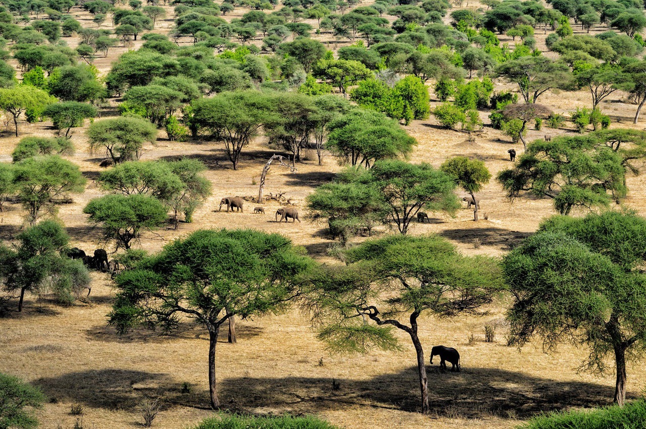 Day Trip to Tarangire National Park